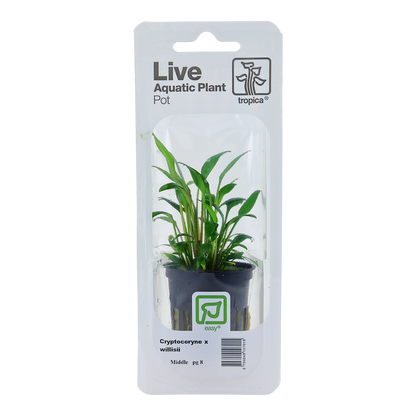 Cryptocoryne x willisii Tropica (Single Package)