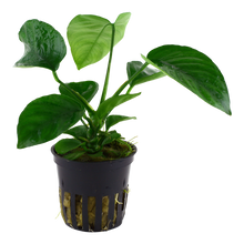 Anubias barteri caladiifolia Tropica