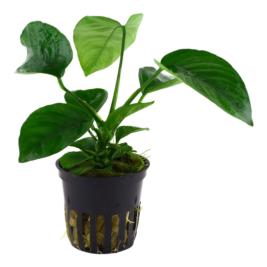 Anubias barteri caladiifolia Tropica