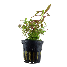 Limnophila hippuridoides Tropica