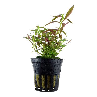 Limnophila hippuridoides Tropica