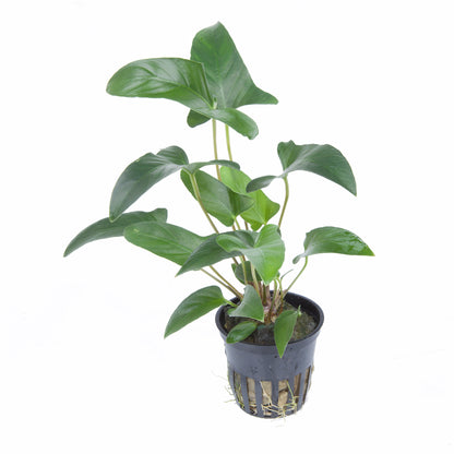 Anubias gracilis Tropica