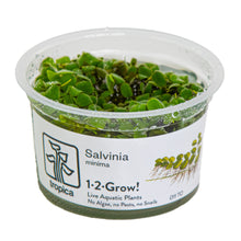 Tropica Salvinia minima 1-2-GROW