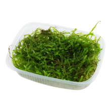Tropica Taxiphyllum barbieri Java Moss PORTION