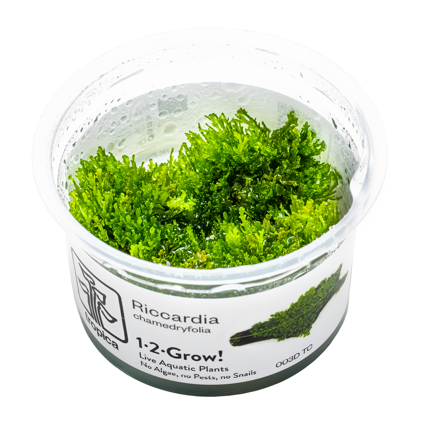 Tropica Riccardia chamedryfolia 1-2-GROW