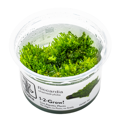 Tropica Riccardia chamedryfolia 1-2-GROW