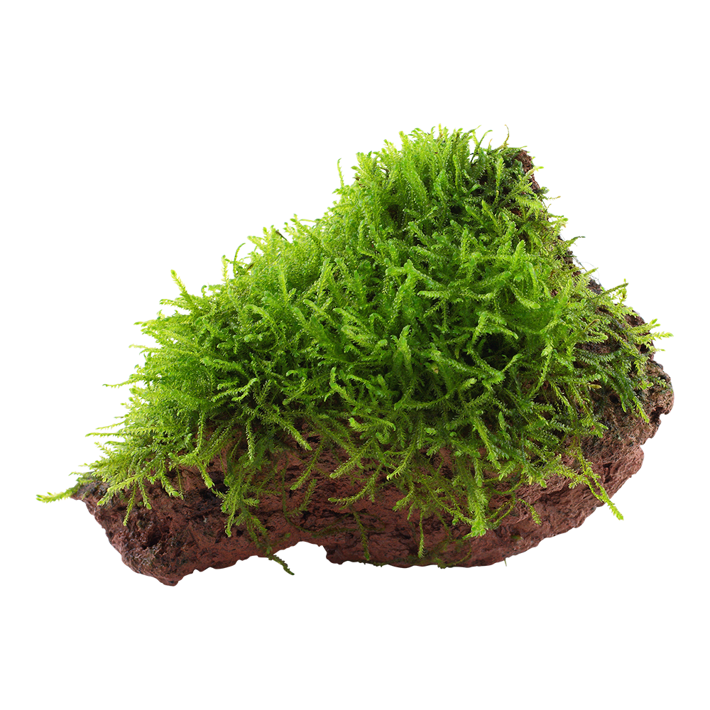 Taxiphyllum barbieri Java Moss on Lava Rock Tropica