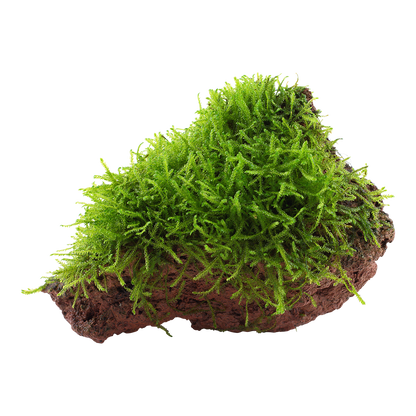 Taxiphyllum barbieri Java Moss on Lava Rock Tropica