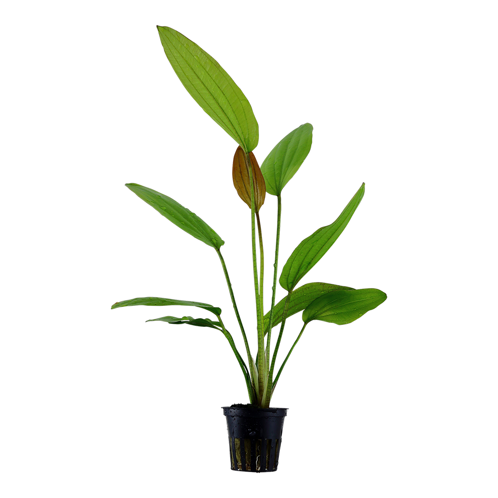 Echinodorus Rosé Tropica