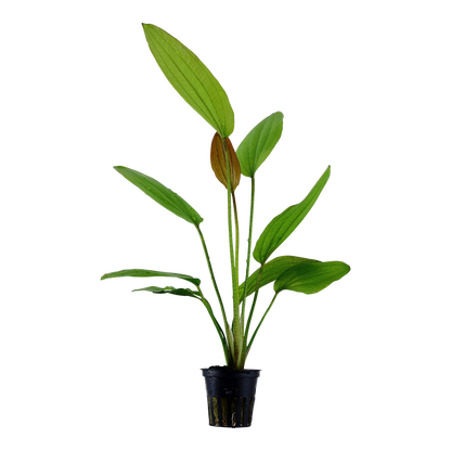 Echinodorus Rosé Tropica