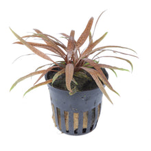 Cryptocoryne albida 'Brown' Tropica