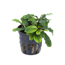 Bucephalandra pygmea Bukit Kelam 'Wavy Green' Tropica