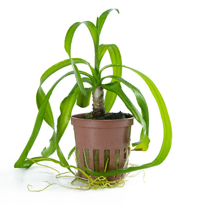 Crinum thaianum Tropica