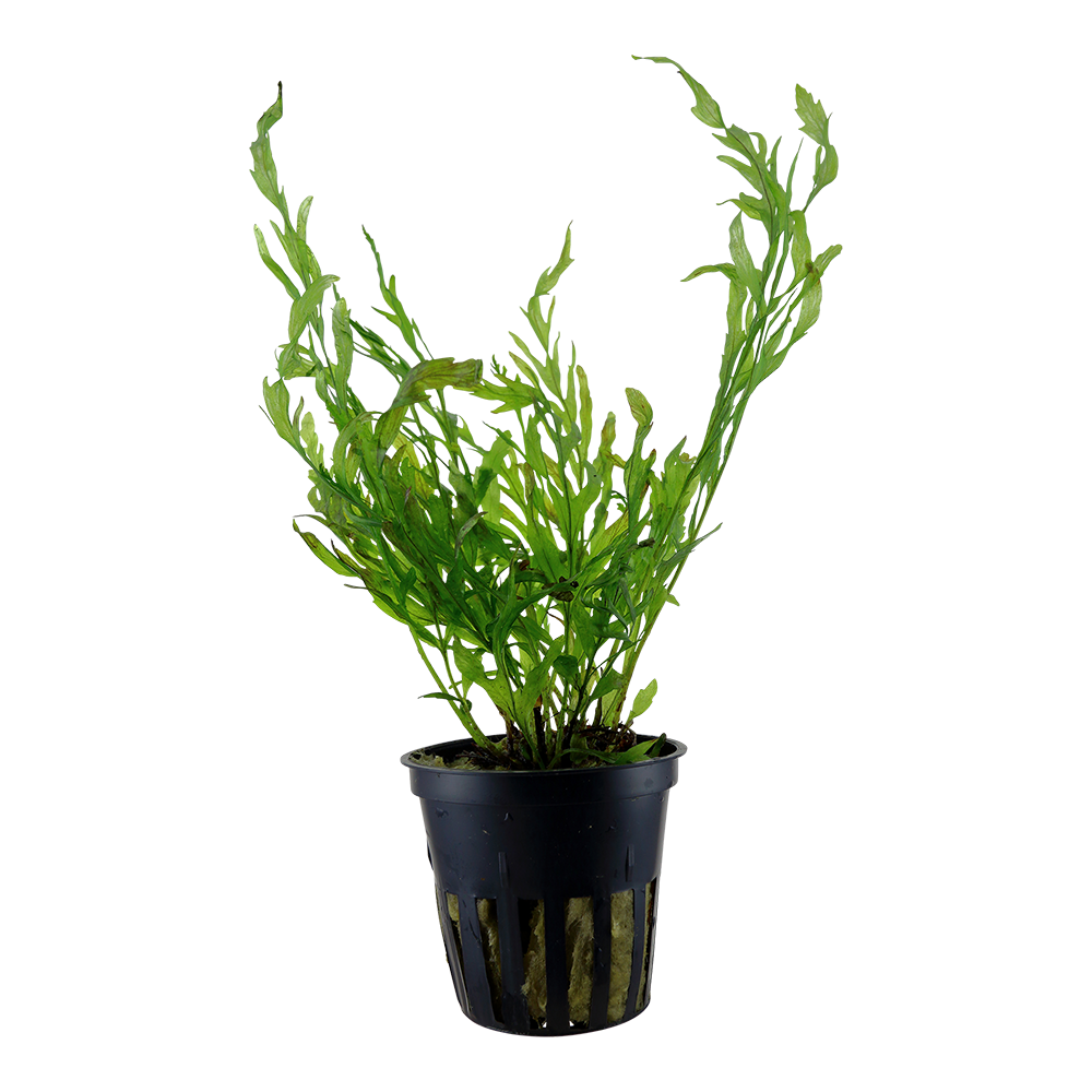 Bolbitis heudelotii Tropica