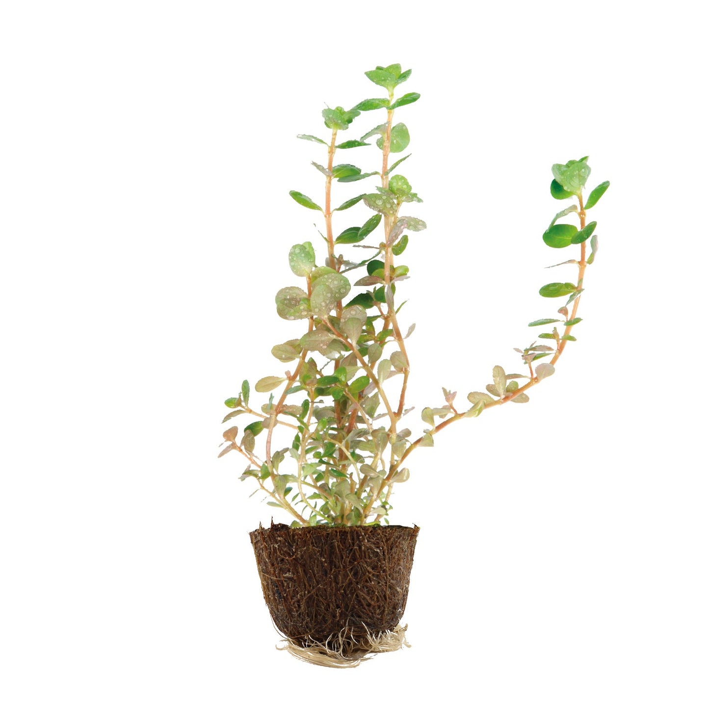Tropica Rotala rotundifolia Mini Pot
