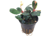 Bucephalandra sp. Red Tropica