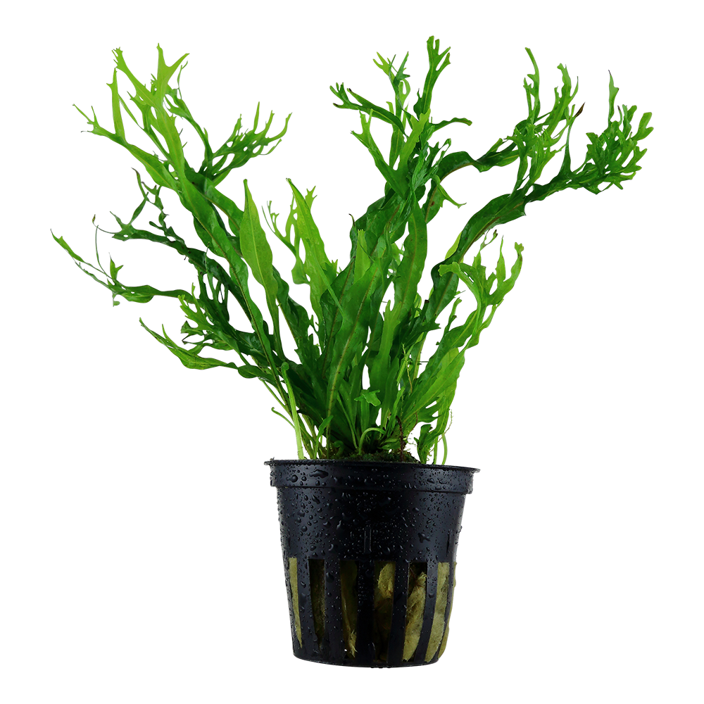 Microsorum pteropus sp. Windelov AQUADIP