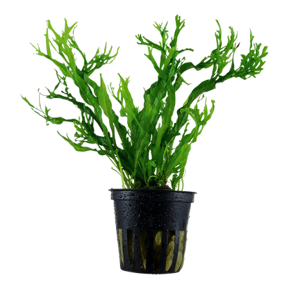 Microsorum pteropus sp. Windelov AQUADIP