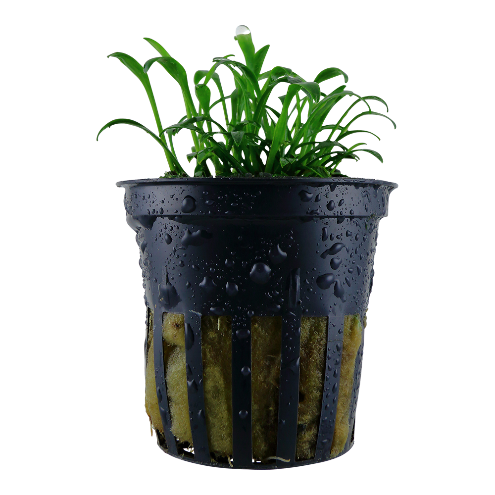 Cryptocoryne parva Tropica