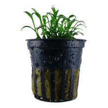 Cryptocoryne parva Tropica