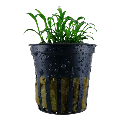 Cryptocoryne parva Tropica