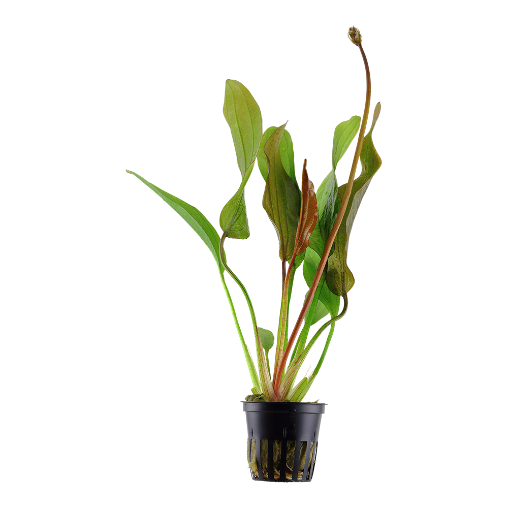Echinodorus Red Diamond Tropica
