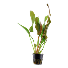 Echinodorus Red Diamond Tropica