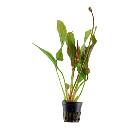 Echinodorus Red Diamond Tropica