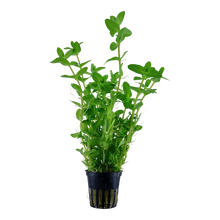 Bacopa caroliniana Tropica