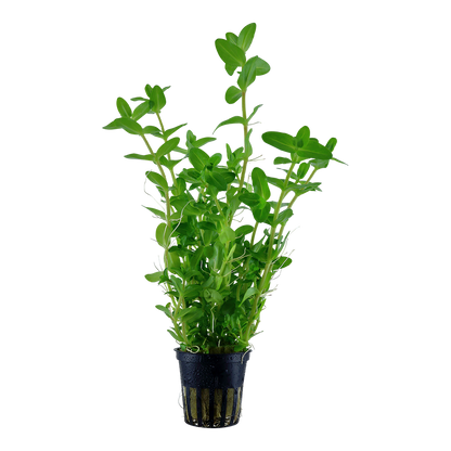 Bacopa caroliniana Tropica