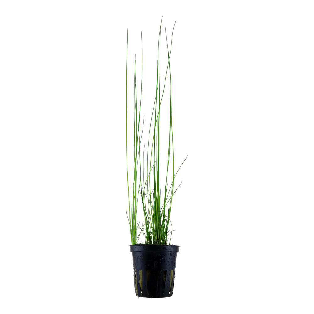 Eleocharis montevidensis Tropica