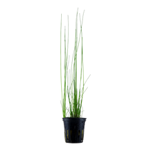 Eleocharis montevidensis Tropica