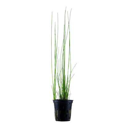 Eleocharis montevidensis Tropica