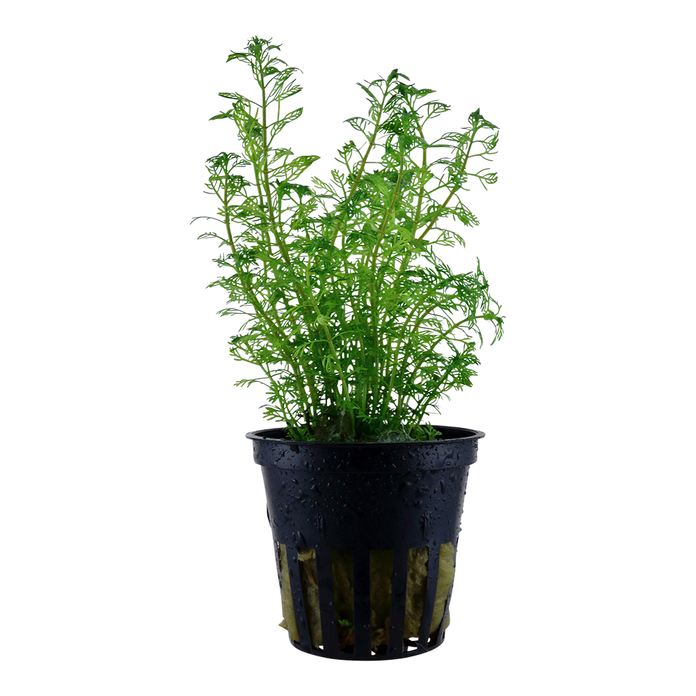 Myriophyllum mattogrossense Tropica
