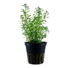 Myriophyllum mattogrossense Tropica