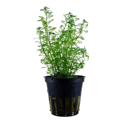 Myriophyllum mattogrossense Tropica