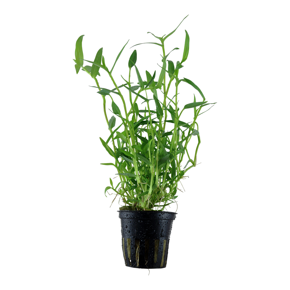Murdannia keisak Tropica