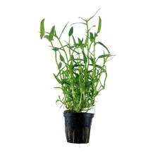 Murdannia keisak Tropica