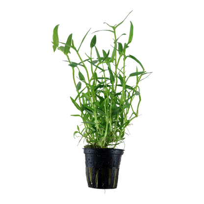 Murdannia keisak Tropica