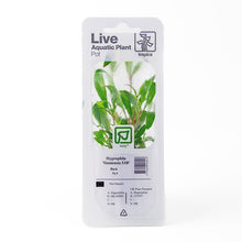 Hygrophila Siamensis 53B Tropica (Single Package)