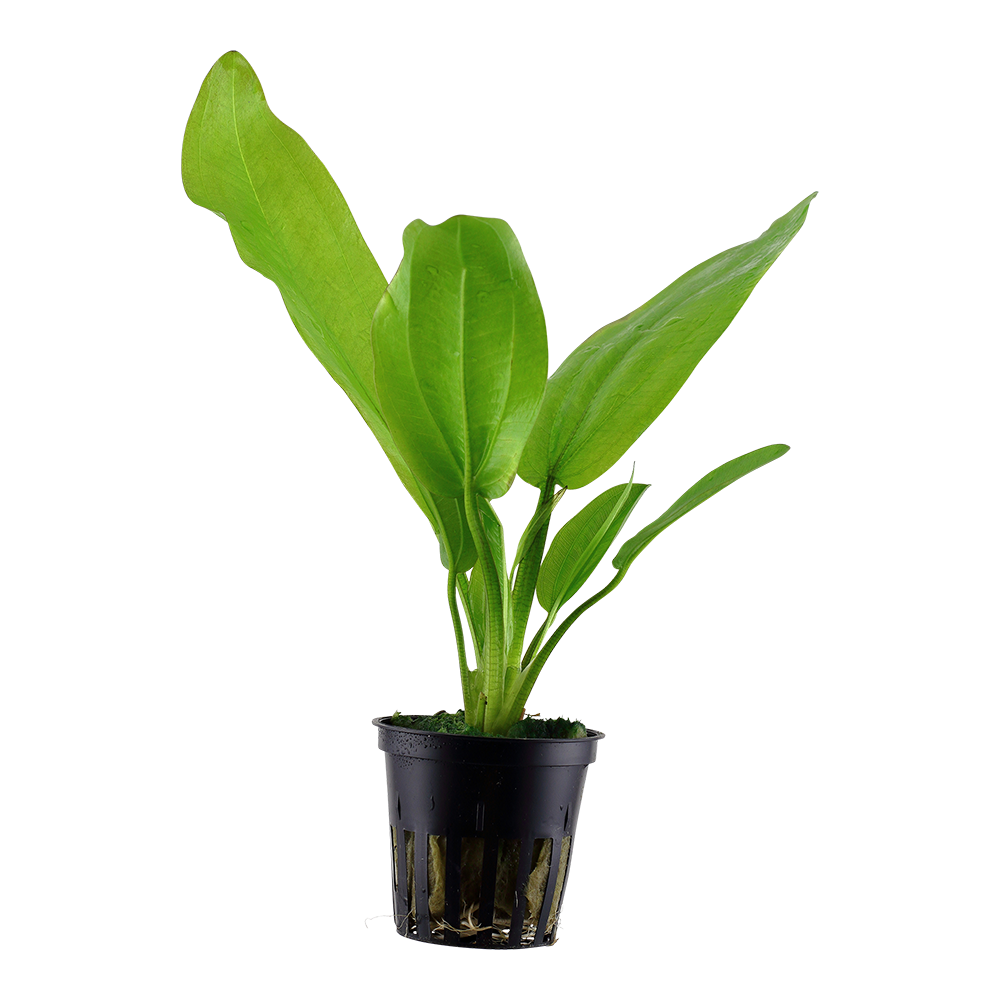 Echinodorus cordifolius 'Fluitans' Tropica