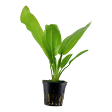 Echinodorus cordifolius 'Fluitans' Tropica