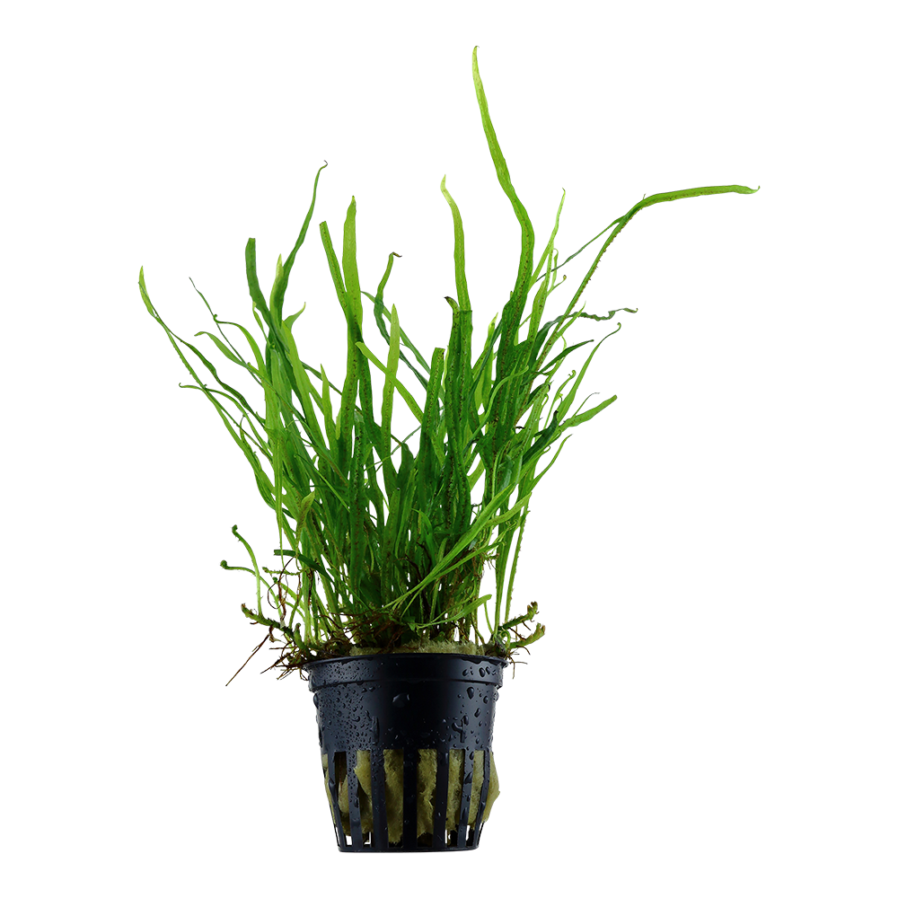 Microsorum pteropus Trident AQUADIP