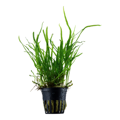 Microsorum pteropus Trident AQUADIP