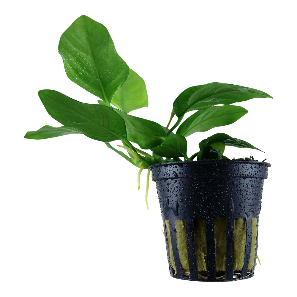 Anubias barteri Nana Tropica (Single Package)