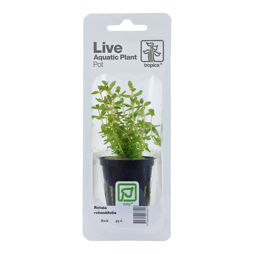 Rotala rotundifolia Tropica (Single Package)