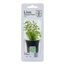 Rotala rotundifolia Tropica (Single Package)