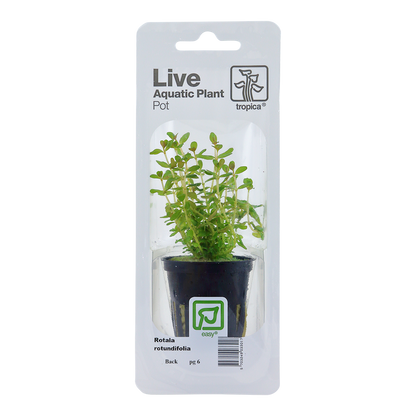 Rotala rotundifolia Tropica (Single Package)