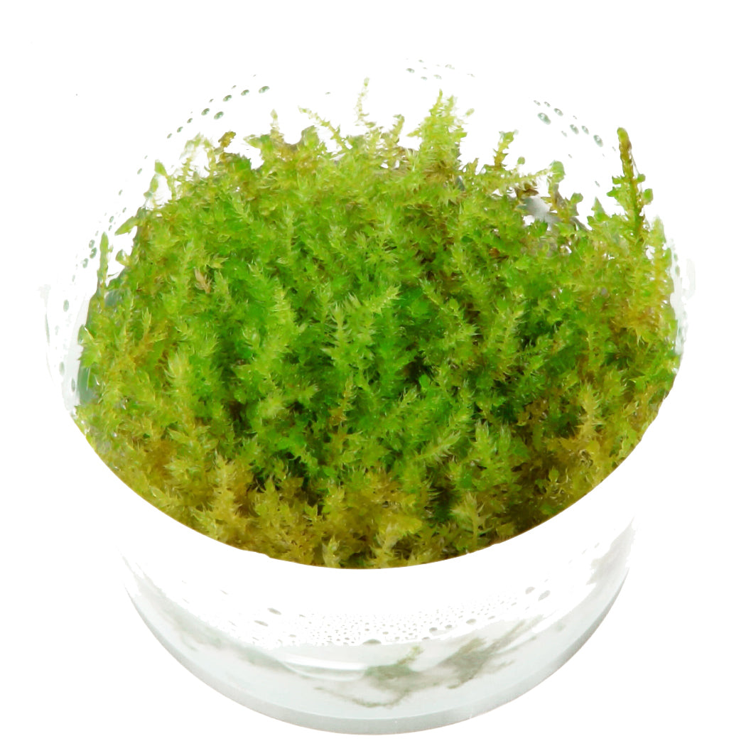 Aquadip Vesicularia montagnei Christmas Moss In-Vitro
