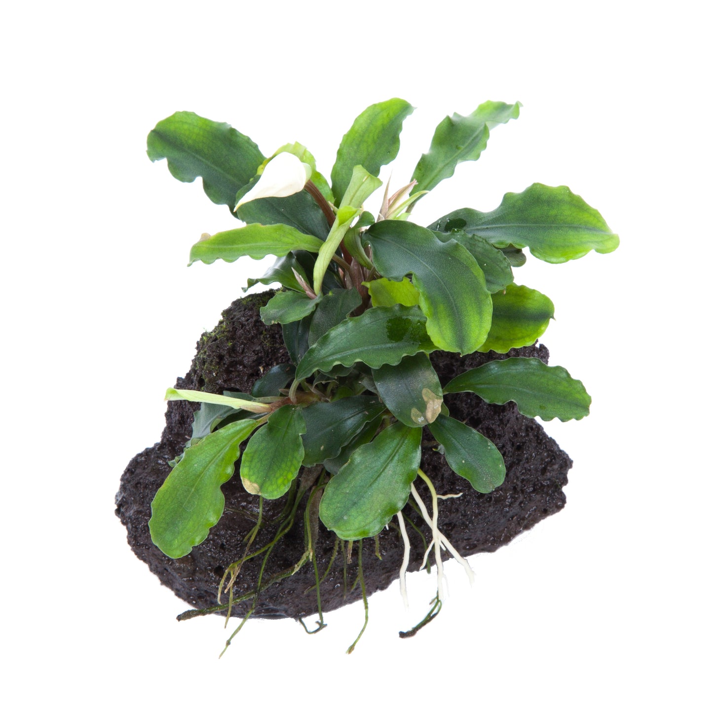 Bucephalandra Wavy Green on Lava Rock Tropica